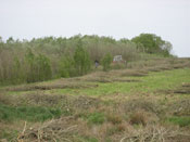 Zbiory faszyny na naszej plantacji