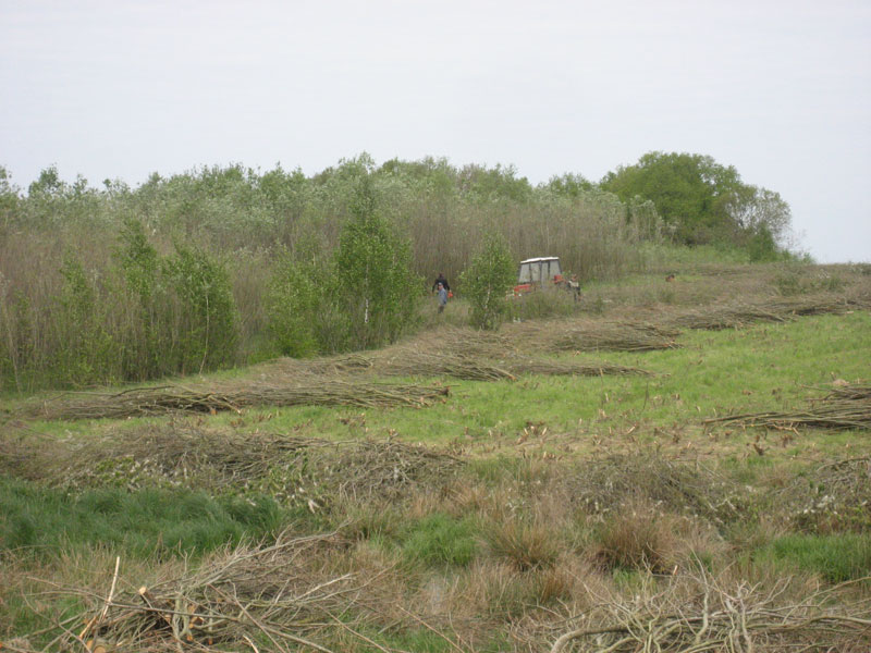 Zbiory faszyny na naszej plantacji