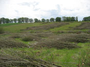 Zbiory faszyny na naszej plantacji