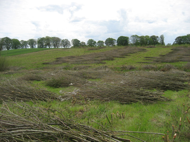 Zbiory faszyny na naszej plantacji