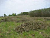 Zbiory faszyny na naszej plantacji