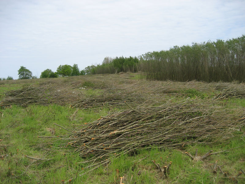 Zbiory faszyny na naszej plantacji