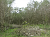 Zbiory faszyny na naszej plantacji