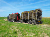 Zbiory faszyny na naszej plantacji