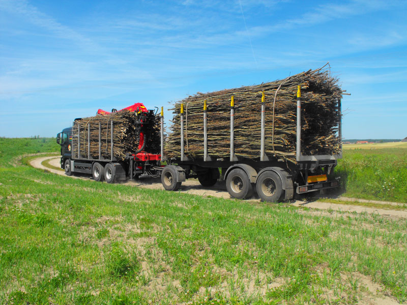 Zbiory faszyny na naszej plantacji