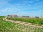 Zbiory faszyny na naszej plantacji