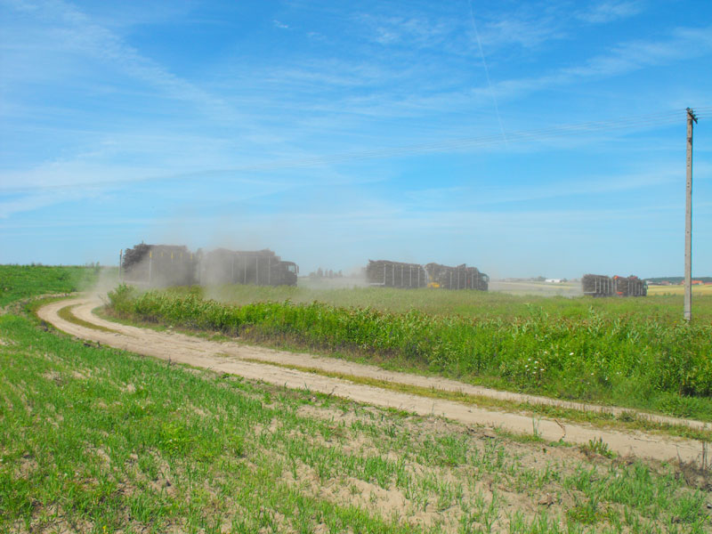 Zbiory faszyny na naszej plantacji