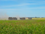 Zbiory faszyny na naszej plantacji