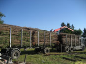 Zbiory faszyny na naszej plantacji