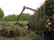 Zbiory faszyny na naszej plantacji