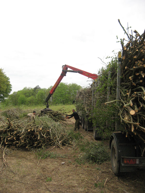 Zbiory faszyny na naszej plantacji