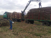 Zbiory faszyny na naszej plantacji