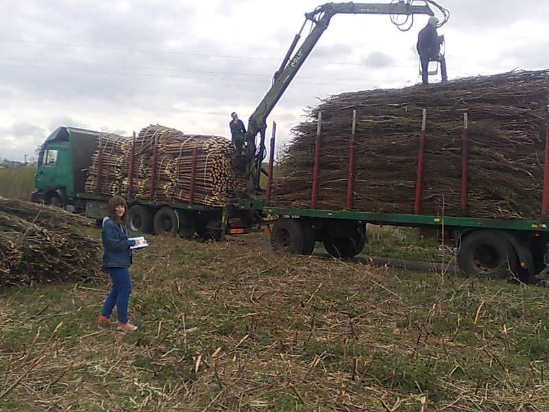 Zbiory faszyny na naszej plantacji
