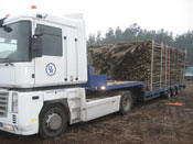 Zbiory faszyny na naszej plantacji