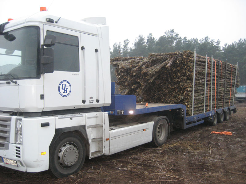 Zbiory faszyny na naszej plantacji