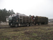 Zbiory faszyny na naszej plantacji