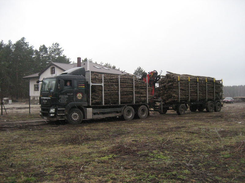 Zbiory faszyny na naszej plantacji