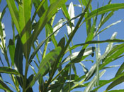 Zbiory faszyny na naszej plantacji