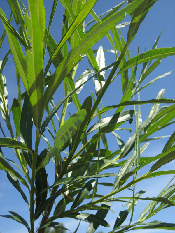 Zbiory faszyny na naszej plantacji