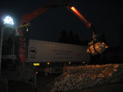 Zbiory faszyny na naszej plantacji